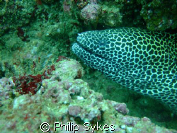 Blotched Moray off Muscat on Fuji F30 by Philip Sykes 